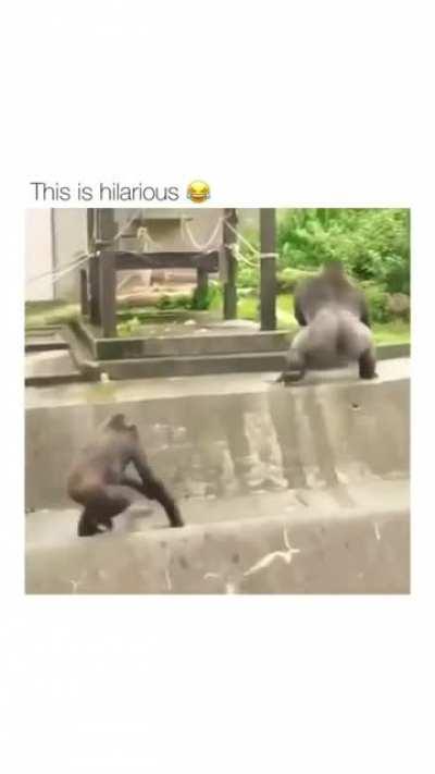 silverbacks being silverbacks