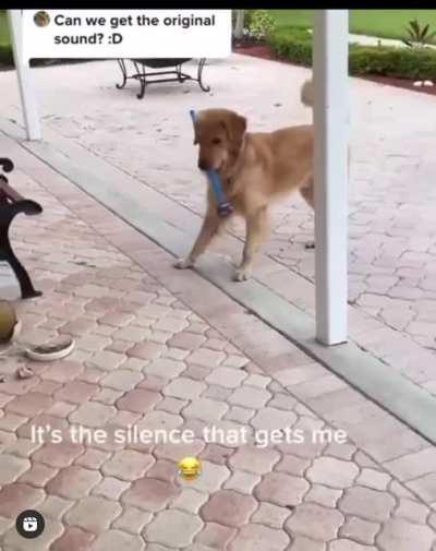 Doggo Zoomies through the 6 Stages of Grief