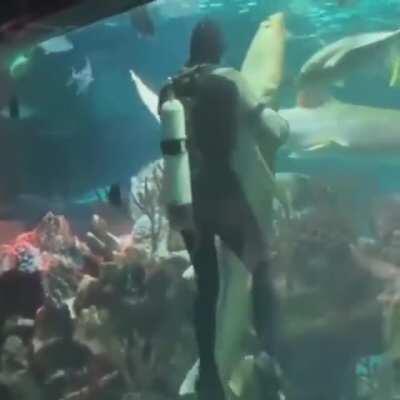 dancing with a shark?