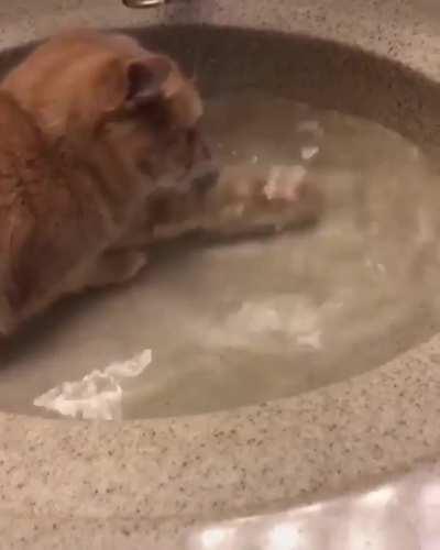 Well... This cat is broken 😄