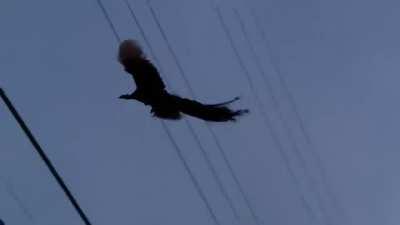 A peacock flying is quite terrifying