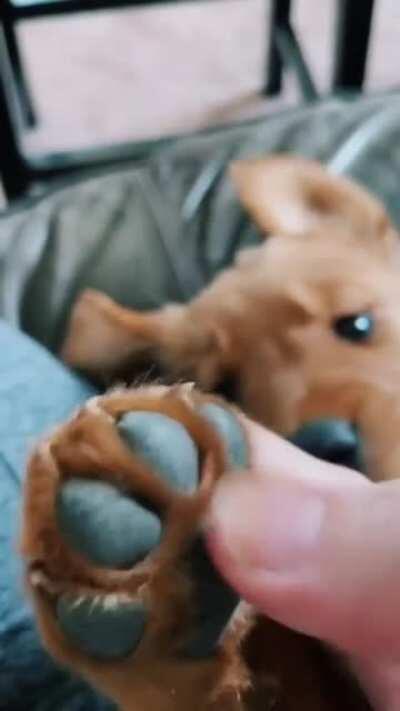 Hello, yes this is doggo speaking