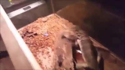 *horny mouse detected* *initializing anti horny protocole* original post by u/gswthncehBBCserg