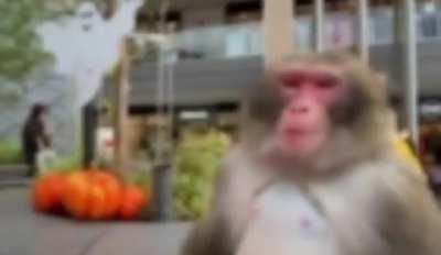 Sigma monke > beta human