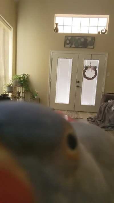 Innocent Camera vs Evil Zazu