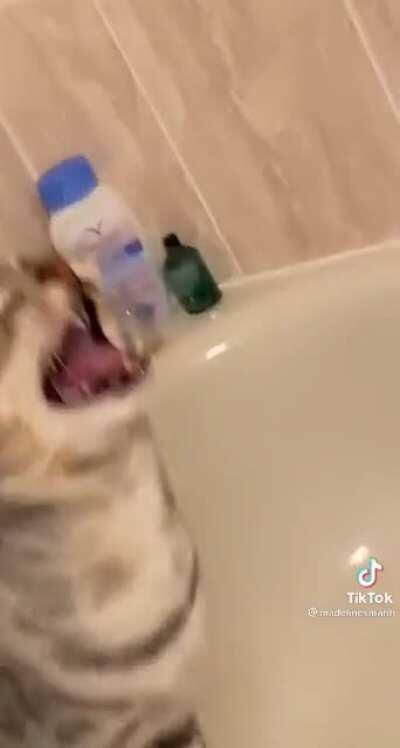 REQUIRE ATTENTION NOW HOOMAN