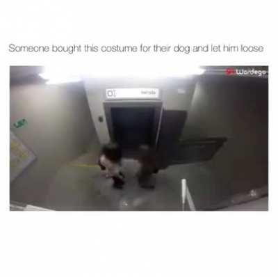 Someone bought this costume for their dog and let him loose