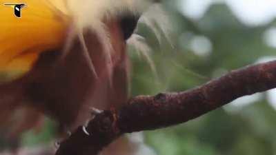 Greater bird-of-paradise males often congregate and perform courtship displays in a lek where females assess and choose mates. Here we see two females taking particular interest in the brightly colored plumage and flamboyant gesticulations of two courting