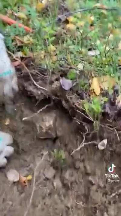 А не ебанёт?