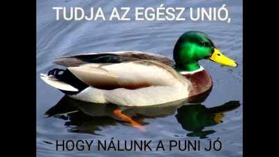 Remélem vide(Ó) is elfogadott a (C)sizmatúlnagy flairnél