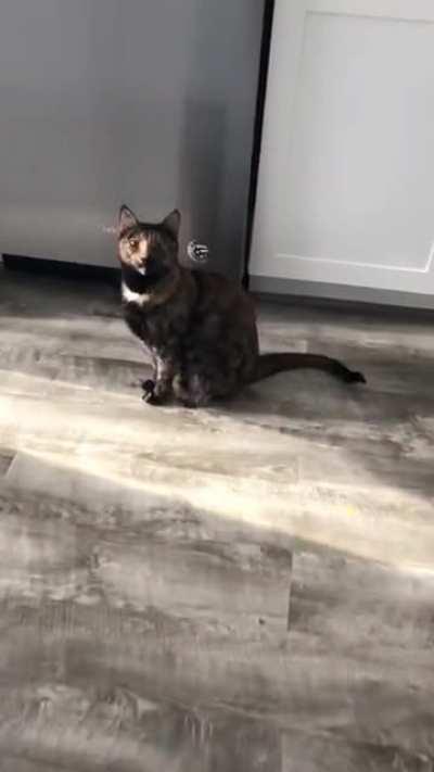 Calliope has the cutest little morning meows