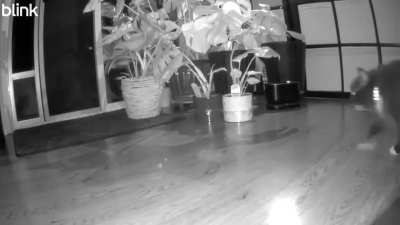 This is Subi and she got startled by the food dish.