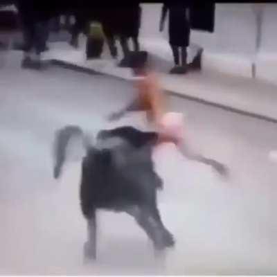 Taunt a bull and run they said. It will be fun they said...