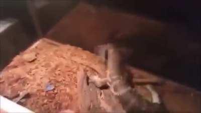 Diganle hola a Reaggie