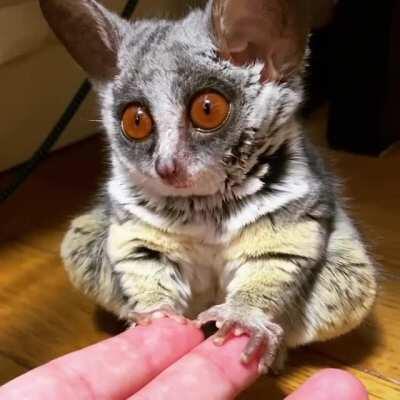 A Very Small Bush Baby Yawns