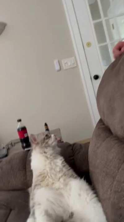 Nikolai after the vet.