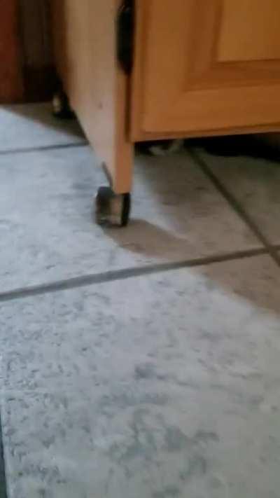 Run! Run! Run! Plop.