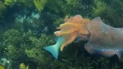 Giant cuttlefish showing off their hunting skills