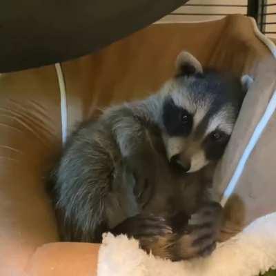 Baby raccoon discovering what this whole fingers and hands thing is all about (MoonShine Wildlife Rehabilitation in Texas)