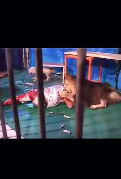 Lion attack r.i.p to both