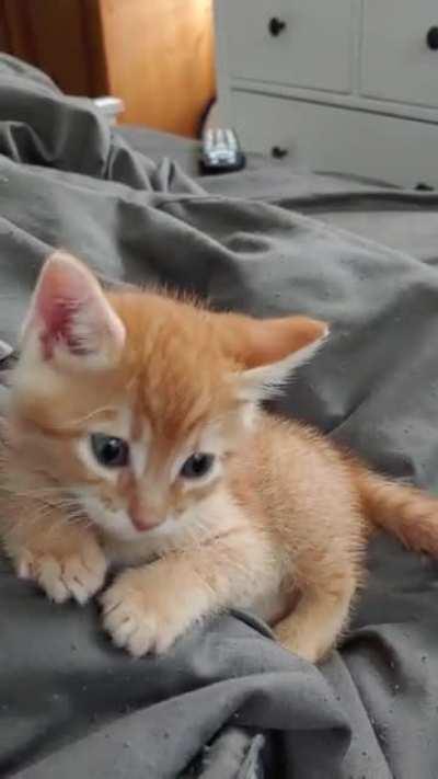 Smol Penny finding and catching her tail.