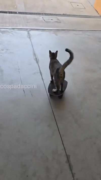 Tony Wunk: pro wunkus 