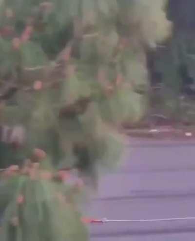 Tokyo Drift: Hillbilly edition.