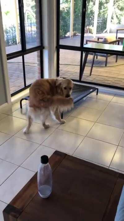 I finally got you tail... and I'm never gonna give you up