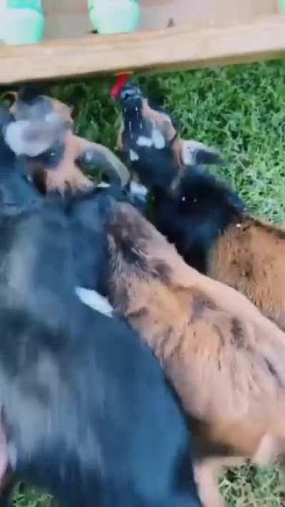 A tribe of baby goats being fed.