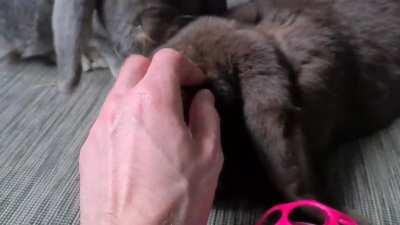 Touching the floofy tail and she plays with the baby's toy