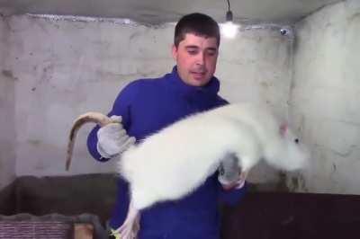 Rats be like in Season 12 ranked