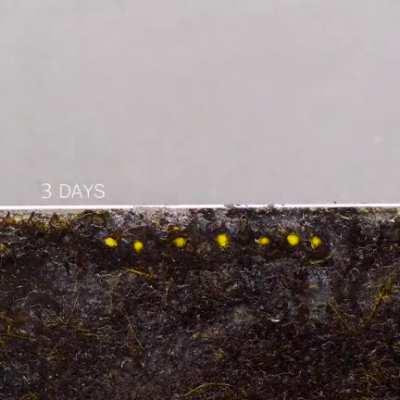 Time laps of sprouting cherry tomato seeds