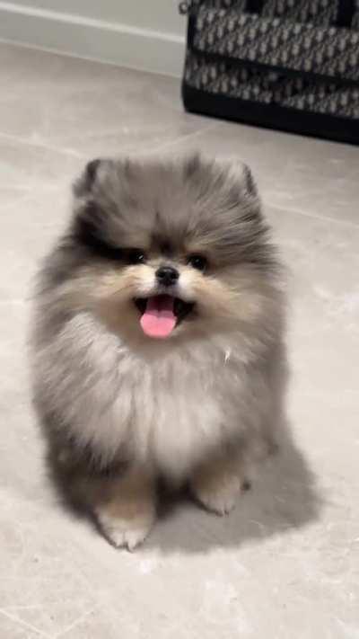 Toro is 16 weeks today