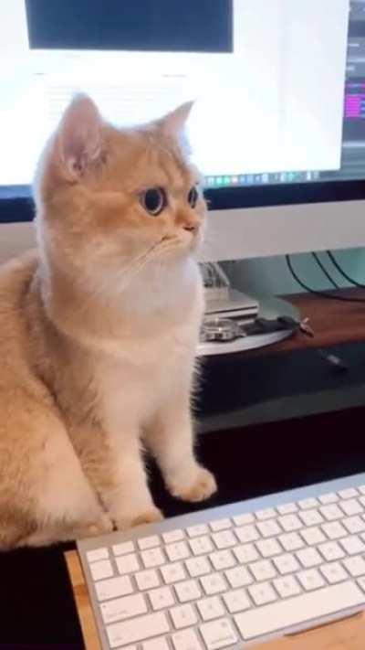 This cat is plotting something.