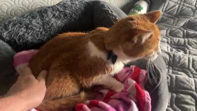 My 20yo Milla airs her grievances against the management when she wakes up from her seventh nap at noon. 😼