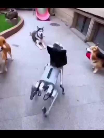 dogbot