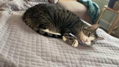 The sleepiest, quietest, softest little chirp as she was napping with her favorite stuffed mouse.