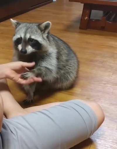 Talented Raccoon Shows Off Tricks