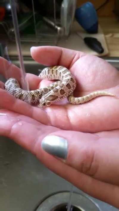 Baby snek gulping water.