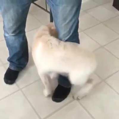 Dog finally catches his tail