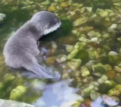 Wouldn't have it any otter way