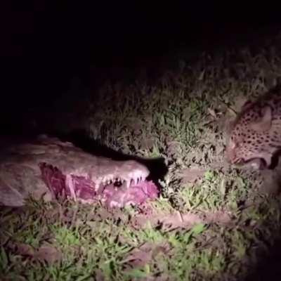 🔥 a leopard steals its next meal straight from a crocs mouth 🔥