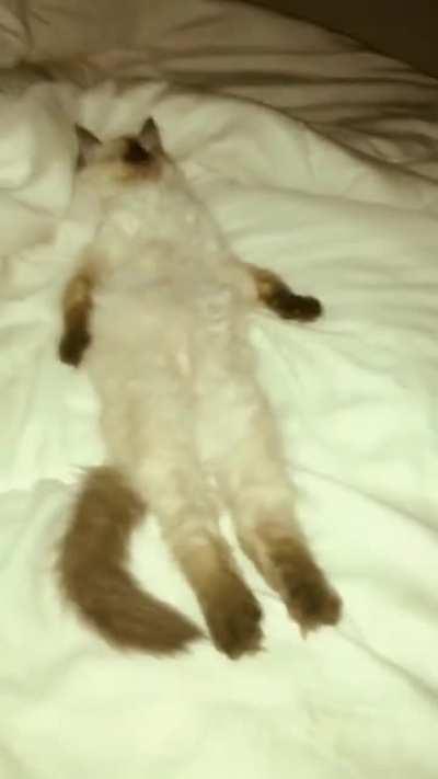 Mr. Frisky after a long day of patrolling.