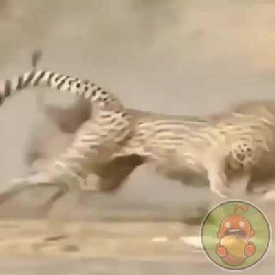 Не бузи на пумбу