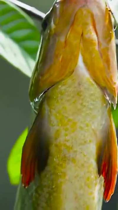 Как пафосно нужно есть ягоду с куста [мастер класс]