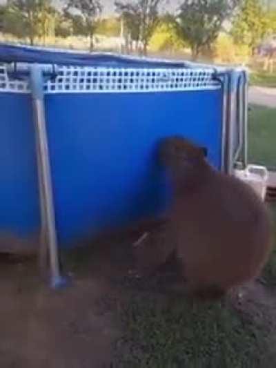 Carpincho en la pelopincho