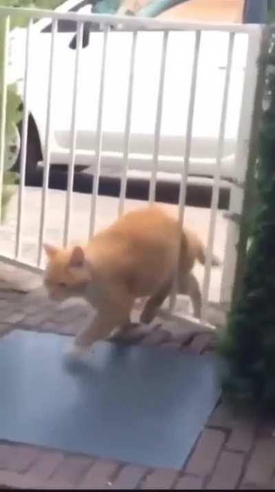 orange cat discovers how a gate works