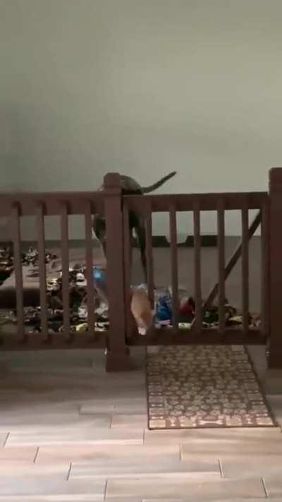 Cat lures dog into play pin then closes it.