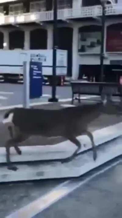 My water deer people need me