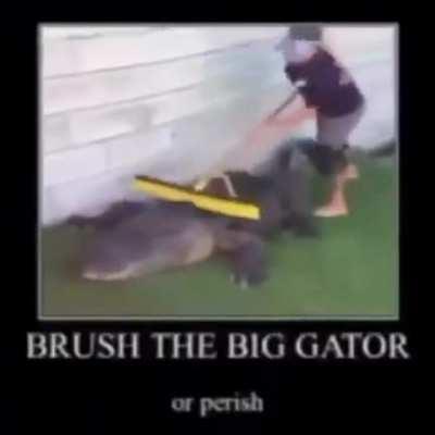 gator